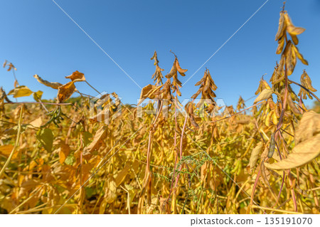 Bright stalks evoke warmth, Sunlit soybean fields symbolize natural harvest and serenity, Organic soybean plants with upright pods embody rural life and farming optimism 135191070