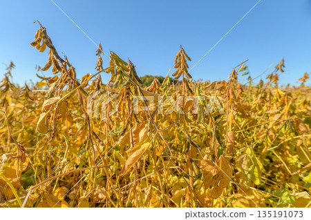 Natural farm scene, Harvestready soybean plants glowing, Sunlit fields with lush soybean greenery, Farm landscape emphasizing healthy soil and vibrant crop growth Natural farm scene, Harvestready soybean plants glowing, Sunlit fields with lush soybean greenery, Farm landscape emphasizing healthy soil and vibrant crop growth 135191073