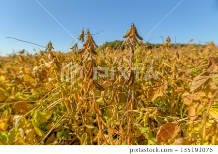 Resilient soybean plants showing dry pods and curled leaves, adaptive traits and hardy stems demonstrate drought tolerance, breeding focus and climatesmart agriculture messaging Resilient soybean plants showing dry pods and curled leaves, adaptive traits and hardy stems demonstrate drought tolerance, breeding focus and climatesmart agriculture messaging 135191076