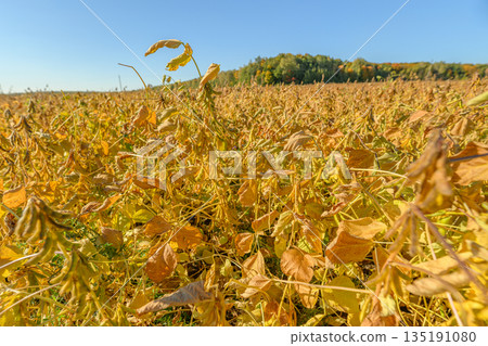 Soybean harvest scene, Morning fields with ripe pods, Sunrise over soybean fields ready for harvest, Brightly colored soybean fields at dawn awaiting crop gathering 135191080
