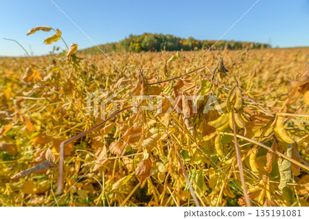 Regenerative soybean field sunlit hill backdrop healthy yellowing foliage, stalk structure visible, focus on soil health, cover crop rotation context, calm agricultural landscape 135191081