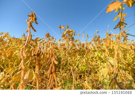 Soybean crop imagery, Agricultural scene depicting soybean harvest and processing imagery, Sundried soybean pods and stalks illustrating harvest maturity and supply chain themes Soybean crop imagery, Agricultural scene depicting soybean harvest and processing imagery, Sundried soybean pods and stalks illustrating harvest maturity and supply chain themes 135191088