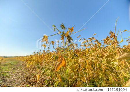 Detailed visualization of soybean crops at various stages of development, Comprehensive portrayal of soybean fields revealing different growth phases and leaf coloration Detailed visualization of soybean crops at various stages of development, Comprehensive portrayal of soybean fields revealing different growth phases and leaf coloration 135191094