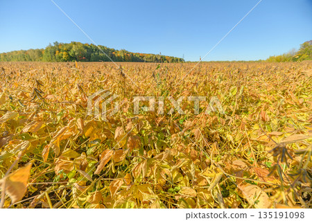 Dense soybean canopy bathed in bright sunlight, yellowing leaves and visible pods, close botanical detail for agronomy scouting, harvest timing indicators and rich autumn tones Dense soybean canopy bathed in bright sunlight, yellowing leaves and visible pods, close botanical detail for agronomy scouting, harvest timing indicators and rich autumn tones 135191098