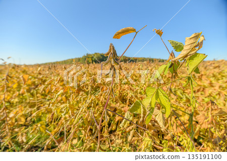 Soybean pod foreground with distant hill backdrop, single pod in sharp focus illustrates seed maturity and future yield, scene conveys food security and agrarian optimism Soybean pod foreground with distant hill backdrop, single pod in sharp focus illustrates seed maturity and future yield, scene conveys food security and agrarian optimism 135191100
