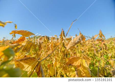 Morning field with vibrant leaves, Fresh soy crop in bright morning sunlight outdoor scene, Lush soybean field bathed in dawn light showcasing harvest and renewal themes 135191101
