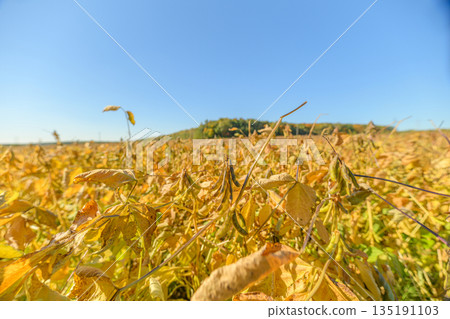 Bright crop landscape, Serene rural scene with crops, Golden fields under gentle shadows in countryside, Peaceful farmland scene showcasing ripening crops and distant woods 135191103