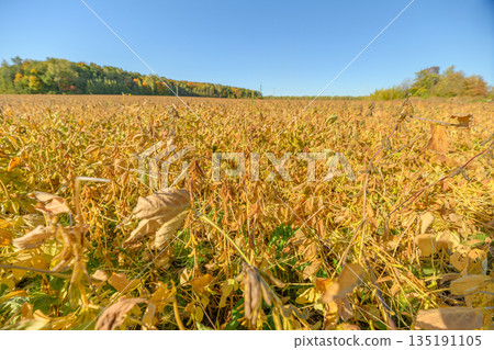 Soybean plant overview, Closeup of soybean with background, Detailed shot of soybean pods and foliage, Focused view of soybean pods against distant treeline and leaves 135191105