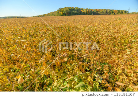 Vast harvest scene, Serene landscape of soybean crops under bright blue sky, Picture of sprawling soybean fields beneath tranquil skies with rolling green hills in background 135191107