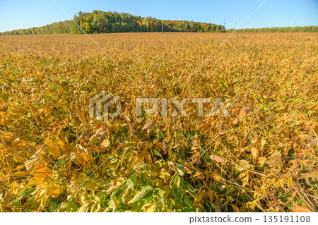 Ecofriendly soybean farm, Healthy soy plants thrive naturally outdoors, Farmland dedicated to environmentally sustainable soybean cultivation with healthy pods and golden foliage Ecofriendly soybean farm, Healthy soy plants thrive naturally outdoors, Farmland dedicated to environmentally sustainable soybean cultivation with healthy pods and golden foliage 135191108