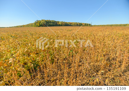 Broad agricultural plains with hills, Extensive fields featuring crops and distant hills, Vast cultivated landscape showcasing soybean fields against hill backdrop Broad agricultural plains with hills, Extensive fields featuring crops and distant hills, Vast cultivated landscape showcasing soybean fields against hill backdrop 135191109