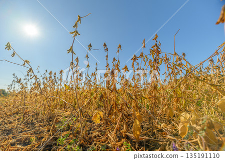 Peaceful countryside scene during harvest with expansive golden crop fields, Serene rural setting showcasing sunlit soybean patches under clear blue skies and gentle hills Peaceful countryside scene during harvest with expansive golden crop fields, Serene rural setting showcasing sunlit soybean patches under clear blue skies and gentle hills 135191110