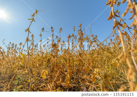 Vast fields of ripe soybeans, Bright sun illuminates sprawling soybean plantations, Broad fields of mature soybeans basking in warm sunlight under cloudless sky 135191115