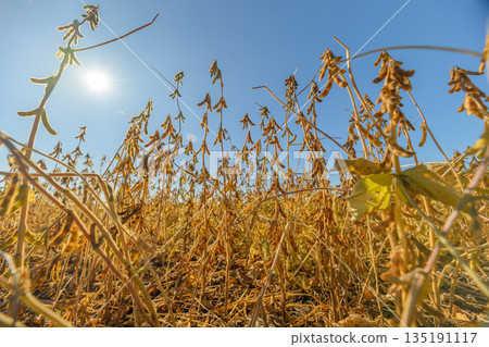 Low angle golden soybean plants rising above dry stalks under bright blue sky, morning sun backlighting pods, warm tones, detailed texture, harvestready close-up 135191117