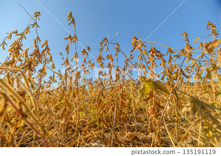 Foreground soybean pods ready for harvest captured from low perspective, showing ripeness and brittle stalks, glowing sunlight and tactile crop detail for monitoring 135191119