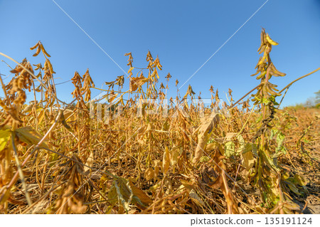 Soybean field sunlight, Lateseason soybeans beneath bright blue skies, Brightly lit soybean fields with drooping pods during late summer days under clear blue skies Soybean field sunlight, Lateseason soybeans beneath bright blue skies, Brightly lit soybean fields with drooping pods during late summer days under clear blue skies 135191124