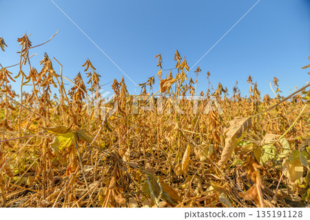 Soybeans ripen outdoors, Harvesting mature soybean plants today, Sunny field with ripe soybeans ready, Golden soybeans near harvest under bright sunny skies today Soybeans ripen outdoors, Harvesting mature soybean plants today, Sunny field with ripe soybeans ready, Golden soybeans near harvest under bright sunny skies today 135191128