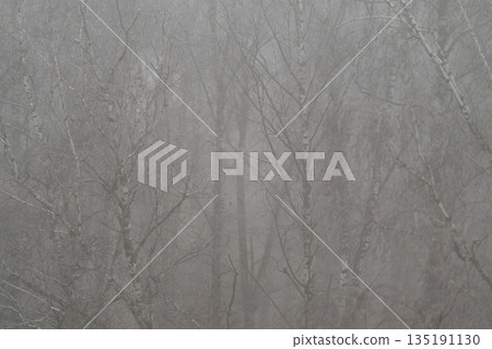 Bare birch branches signal late winter with soft fog and subtle hoarfrost, subdued palette conveys seasonal shift, contemplative mood and environmental calm for editorial use Bare birch branches signal late winter with soft fog and subtle hoarfrost, subdued palette conveys seasonal shift, contemplative mood and environmental calm for editorial use 135191130