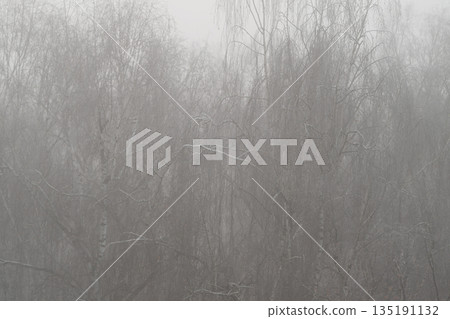 Fog blurs birch trunks into abstraction where fine twigs create intricate patterns, highkey monochrome palette emphasizes texture and graphic organic forms for backgrounds 135191132