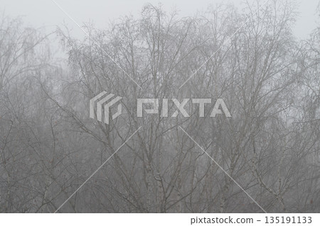 Early morning mist covers birch canopy with soft diffuse light, fragile twigs dusted with moisture, airy composition conveying gentle calm and meditative nature mood Early morning mist covers birch canopy with soft diffuse light, fragile twigs dusted with moisture, airy composition conveying gentle calm and meditative nature mood 135191133