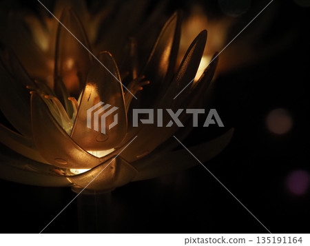White Gerbera Flower White Gerbera Flower 135191164
