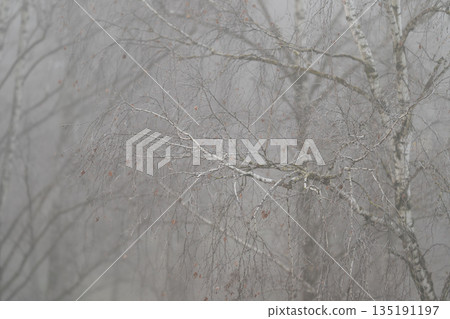 Closeup birch branch with droplets, fine seed pods and twigs framed by soft bokeh, cool muted tones, melancholic mood, editorial botanical detail for prints and studies 135191197