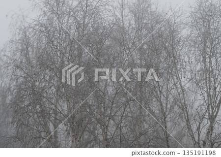 Misty birch grove with delicate branches, soft gray palette, sparse composition, subtle silhouettes fading into haze, peaceful mood ideal for backgrounds and meditation visuals Misty birch grove with delicate branches, soft gray palette, sparse composition, subtle silhouettes fading into haze, peaceful mood ideal for backgrounds and meditation visuals 135191198