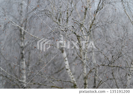 Frosted birch branches covered with hoarfrost and glistening ice crystals, soft foggy background, muted grayscale palette, delicate texture, serene cold atmosphere Frosted birch branches covered with hoarfrost and glistening ice crystals, soft foggy background, muted grayscale palette, delicate texture, serene cold atmosphere 135191200