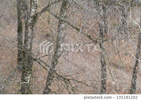 Frosted branches in soft light, Bare branches coated with icy crystals in pale illumination, Icecovered twigs forming tangled pattern against muted brown background 135191202