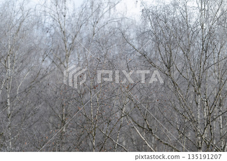 Misty woods with shimmering branches, Frosted birch trunks in foggy woodland landscape, Silent birch trees draped in frost amid misty forest setting with shimmering foliage 135191207
