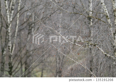 Icecovered twig details, Frosted tree branches showcasing intricate ice crystal formations, Frozen birch twigs with delicate ice crystals highlighting seasonal woodland serenity 135191208
