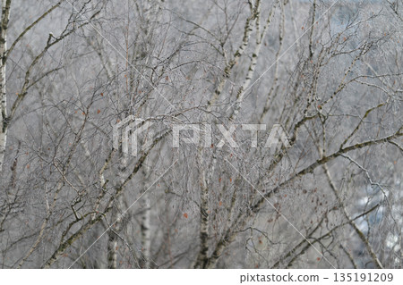 Icy delicate twigs, Intricate frost patterns adorn fragile snowcovered tree limbs, Delicate icy branches coated in shimmer with detailed frozen crystalline designs Icy delicate twigs, Intricate frost patterns adorn fragile snowcovered tree limbs, Delicate icy branches coated in shimmer with detailed frozen crystalline designs 135191209