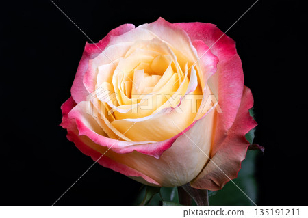 Vivid rose image, Lively twotone rose designed for promotional and greeting purposes, Striking twotone blossom captured for commercial branding and greeting card designs 135191211