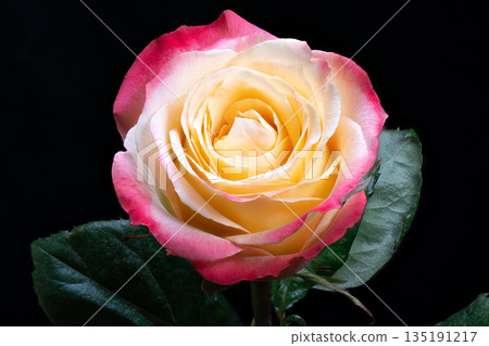 Highresolution image showcasing intricate rose petal textures and details, Studio shot emphasizing complex patterns and tiny droplets on delicate twotone rose petals Highresolution image showcasing intricate rose petal textures and details, Studio shot emphasizing complex patterns and tiny droplets on delicate twotone rose petals 135191217