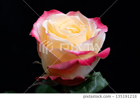 Luxurious arrangement of soft velvety petals with vibrant edges, Sophisticated floral setup showcasing plush cream petals with radiant pink trim on contrasting dark surface Luxurious arrangement of soft velvety petals with vibrant edges, Sophisticated floral setup showcasing plush cream petals with radiant pink trim on contrasting dark surface 135191218