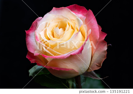 Elegant pink rose with loving sentiment, Soft pastel pink rose symbolizes heartfelt affection and nostalgia, Gentle pink floral design evokes tender emotions and romantic memories Elegant pink rose with loving sentiment, Soft pastel pink rose symbolizes heartfelt affection and nostalgia, Gentle pink floral design evokes tender emotions and romantic memories 135191221