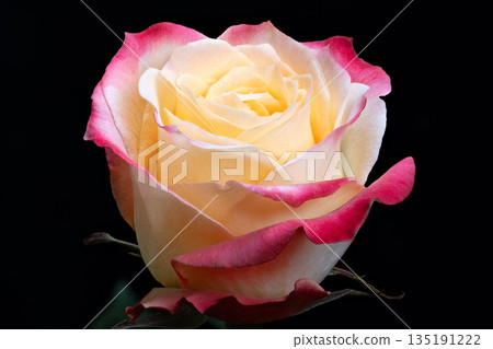 Cream pink rose spa therapy visual, calm atmosphere evoked by soft tones, promotes relaxation and selfcare, suited for wellness branding and aromatherapy campaigns 135191222