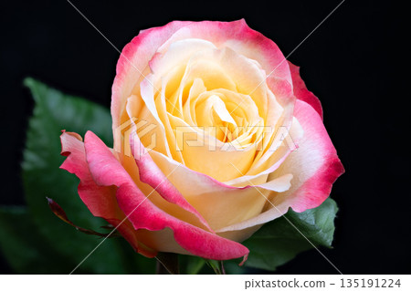 Romantic pink flowers enhancing wedding arrangements and invitations, Delicate pink rose accentuating themes of love and tenderness in wedding decor and stationery 135191224