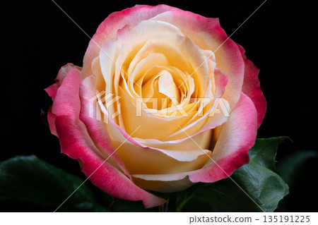 Two tone rose specimen studio portrait, crisp texture detail with glossy green leaves framing bloom, clinical lighting highlights form for catalog and identification use Two tone rose specimen studio portrait, crisp texture detail with glossy green leaves framing bloom, clinical lighting highlights form for catalog and identification use 135191225