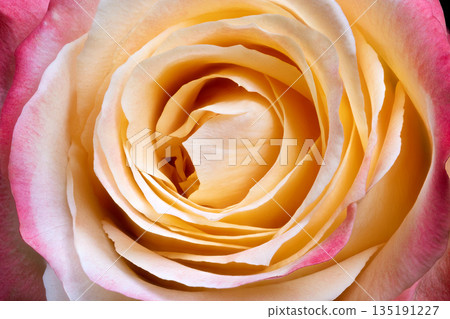 Macro spiral cream pink petals reveal intricate texture and layered forms, high resolution detail emphasizes curves and natural geometry, suitable for pattern and art prints 135191227