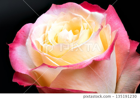 Colorful spring flowers combine lively shades to create cheerful atmosphere, Vibrant mix of seasonal blossoms in pink and yellow captures joyful spirit of springtime 135191230