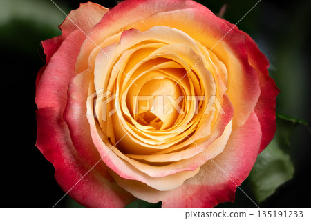 Graceful rose arrangement scene, Elegant layered roses with delicate color blend, An exquisite arrangement of roses in pink and yellow hues enhances celebration ambiance 135191233