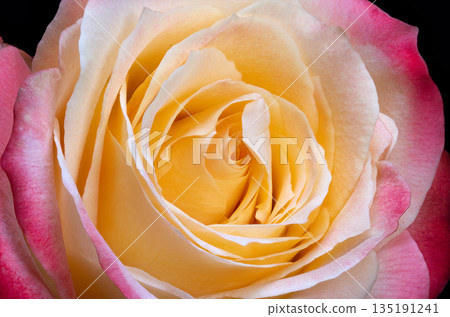 Bright yellow rose with pink edges, Detailed macro image of colorful rose flower, Artistic and sharp macro portrayal of yellow rose with pink accents and crisp texture 135191241