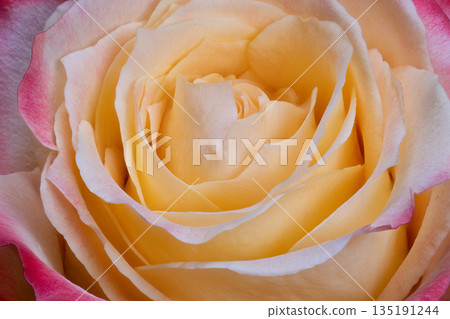 Elegant floral closeup, Closeup shot highlighting textured velvet petals and subtle color shifts, Artistic photograph capturing intricate layers and soft surface of vibrant rose Elegant floral closeup, Closeup shot highlighting textured velvet petals and subtle color shifts, Artistic photograph capturing intricate layers and soft surface of vibrant rose 135191244