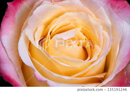 Romantic pink visuals, Tender rose petal imagery, Delicate pink blossom textures with warm hues, Gentle floral imagery highlighting soft pink petals and warm coloring 135191246