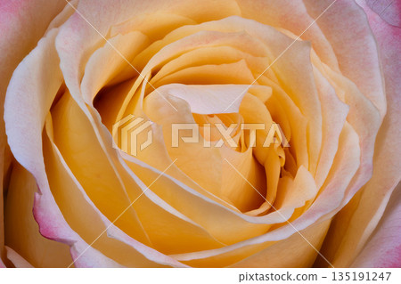 Elegant floral closeup, Macro of spiraled rose with textured surface and subtle color shifts, Intricate closeup capturing curled petals and gradient tones in warm studio setting Elegant floral closeup, Macro of spiraled rose with textured surface and subtle color shifts, Intricate closeup capturing curled petals and gradient tones in warm studio setting 135191247