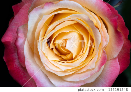 Richly colored blossom suitable for events, Luxurious pinktipped flower perfect for celebrations, Opulent rose with blushtipped petals ideal for special occasions 135191248