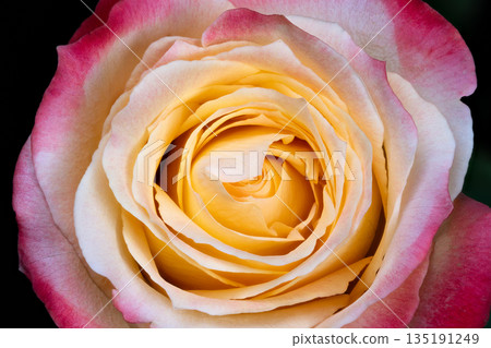 Detailed shot of blooming yellow rose, Intimate view of bridal floral arrangement with pink accents, Close perspective of layered velvety petals in wedding bouquet scene 135191249
