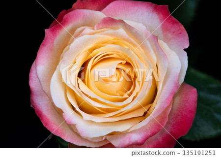 Velvety textured spiral flower showcasing unfolding central pattern, Botanical illustration emphasizing symmetrical spiral arrangement and delicate velvety surface of rose Velvety textured spiral flower showcasing unfolding central pattern, Botanical illustration emphasizing symmetrical spiral arrangement and delicate velvety surface of rose 135191251