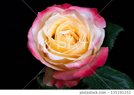 Colorful floral display, Vivid rose with shiny leaf, Twotoned flower set against dark background, Dualcolored rose posed with reflective foliage for marketing use Colorful floral display, Vivid rose with shiny leaf, Twotoned flower set against dark background, Dualcolored rose posed with reflective foliage for marketing use 135191252